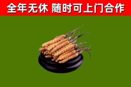 鼓楼回收散虫草