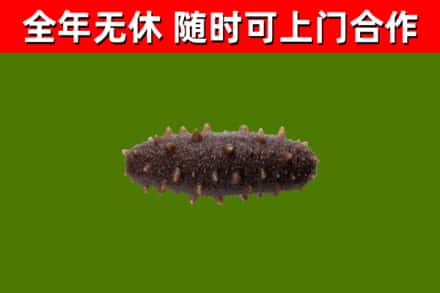鼓楼回收海参干